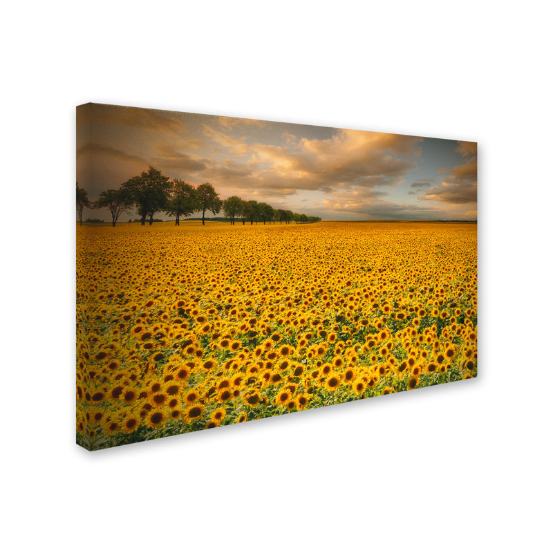 « tournesols », reproduction de photo sur toile tendue, H 30 po x l 47 po