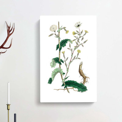 Wild Lettuce Illustration - Wrapped Canvas