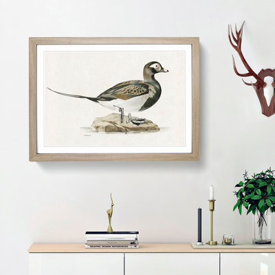 Male Long-Tailed Duck by Von Wright - Framed Print