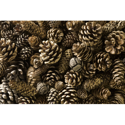 Pinecones by MarkFGD - Wrapped Canvas Print