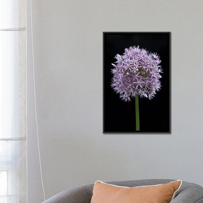 « allium floral », impression sur toile