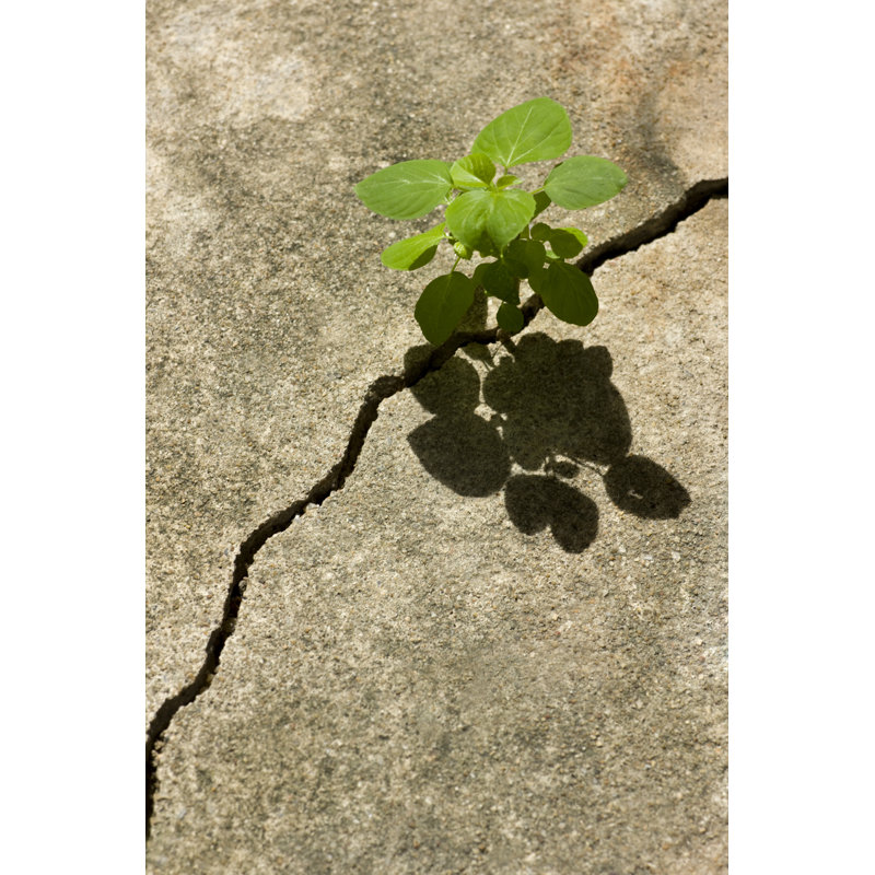«Young Plant» par Enviromlant, H 48 po x l 32 po