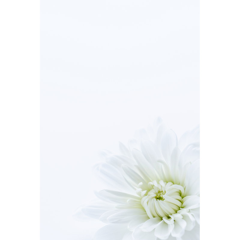 White Chrysanthemum - Wrapped Canvas Print, 30cm H x 20cm W