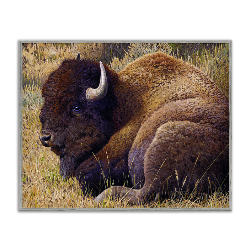 «Relaxing Young Bison», estampe numérique par Rod Lawrence, Estampe numérique Farmhouse, H 11 po x l 14 po