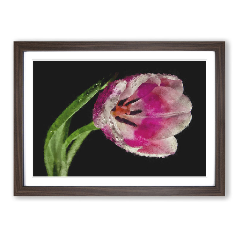 Pink Tulip - Single Picture Frame Print on MDF, 33cm H x 45cm W x 2cm D, Walnut