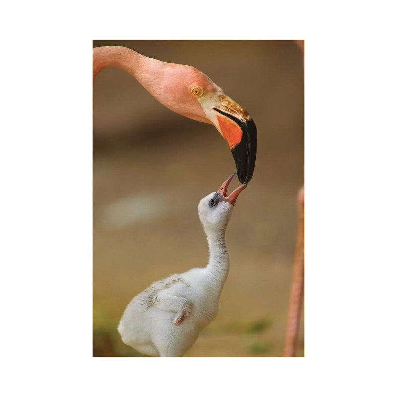 Greater Flamingo Mother And Begging Chick, Caribbean by Tim Fitzharris - Wrapped Canvas Print, 20.32 cm H x 30.48 cm W