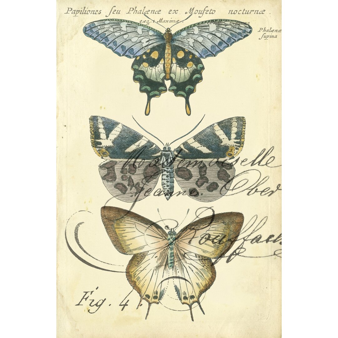 Leinwandbild Butterfly Ephemera IV von Chariklia Zarris