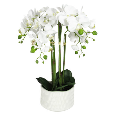 Orchid Arrangement in Pot