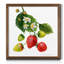"Strawberry Study I", reproduction d’art encadrée-1620639819-1621515351-1620639816
