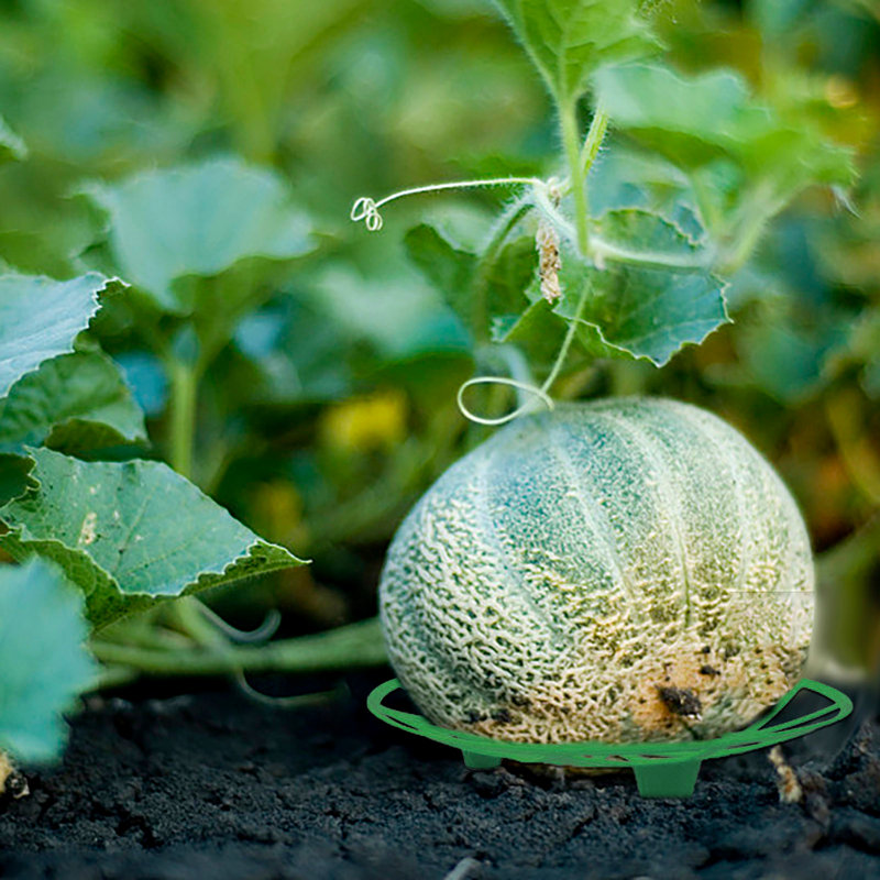 Plateau de fruits horticoles Support de citrouille melon Support de melon d'eau de jardin Support de plante Trelli, Vert