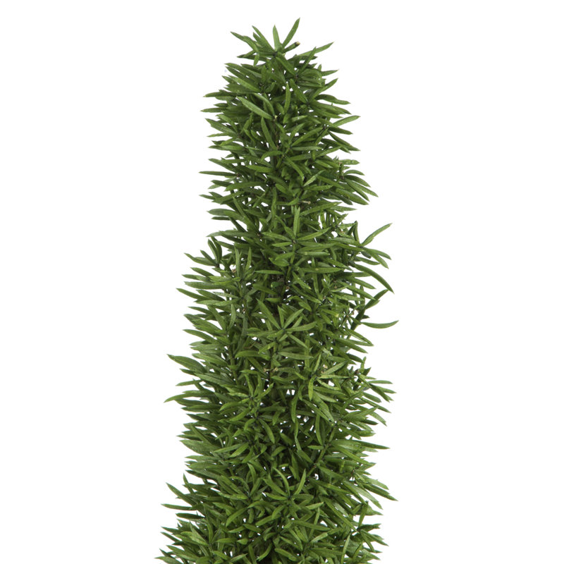 8 plantes