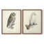French Owls III - reproduction encadrée de qualité supérieure - prête à être accrochée - aucun clou requis - aucun clou requis-996633170-996633195