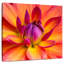 Dahlia Harnek en fleurs