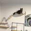 Ensemble de tablettes murales Cat