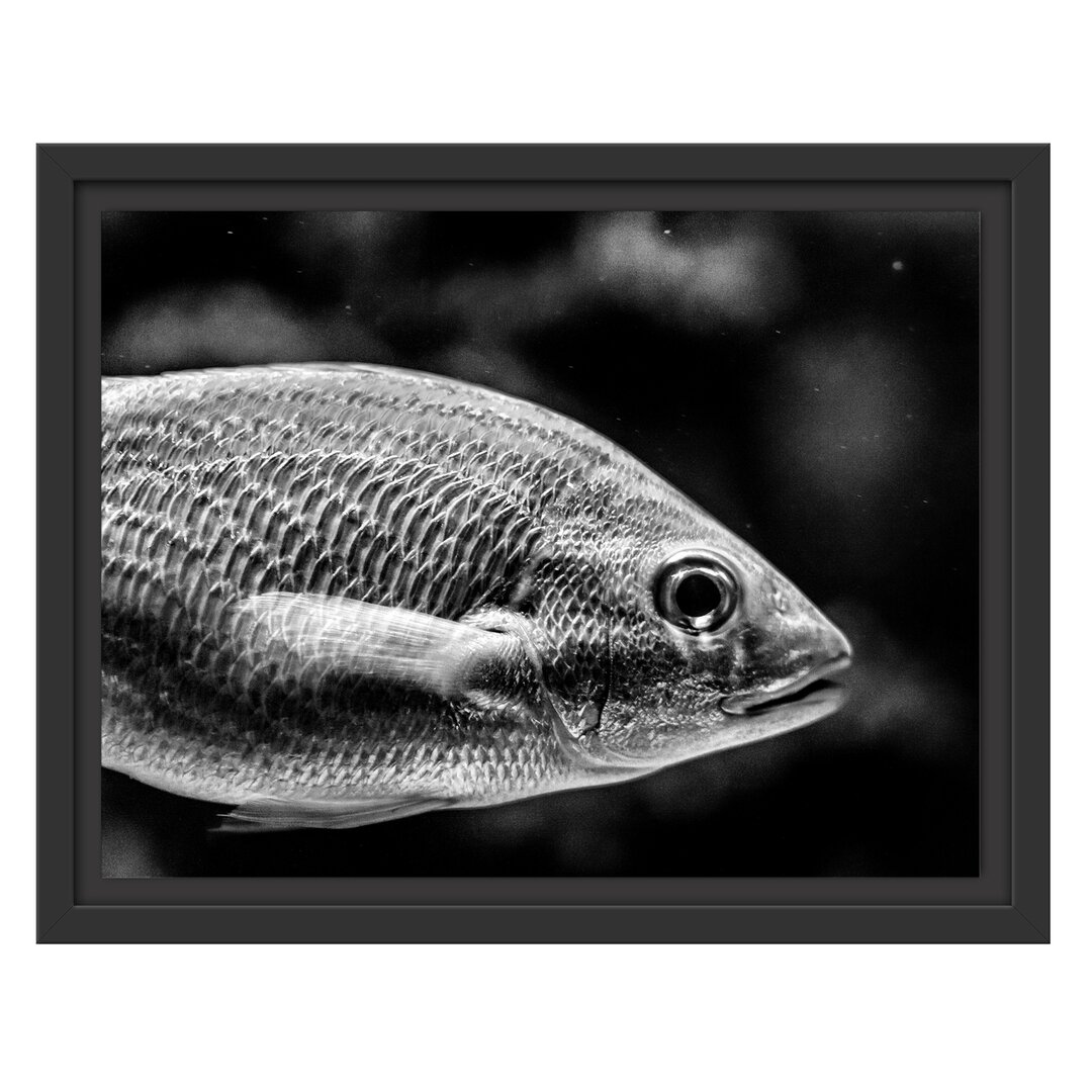 Blau gestreifter Fisch Gerahmter Fotodruck