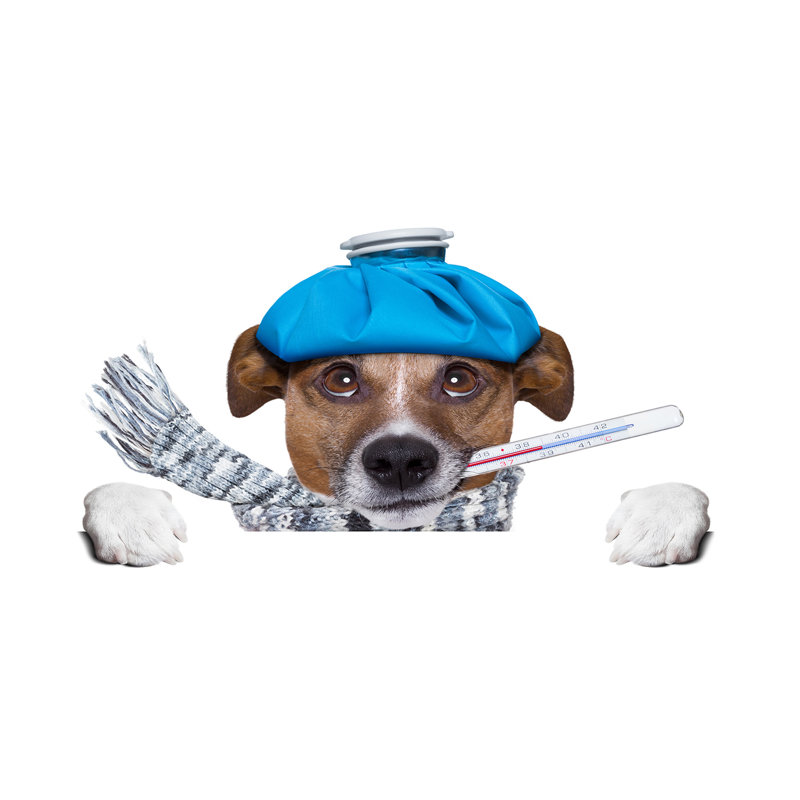 Ill Dog - No Frame Print on Canvas