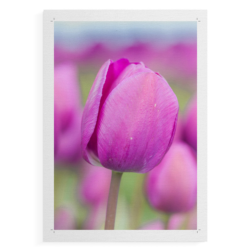 Tige de magenta - impression sur toile seulement - non encadrée, H 18 po x l 12 po