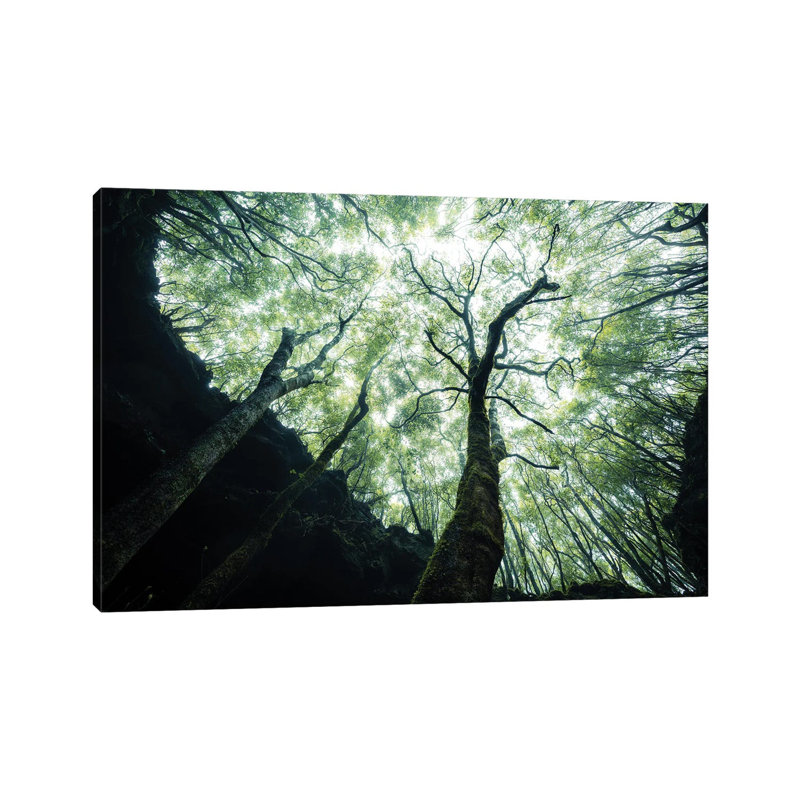 Growing Towards The Light by Fabian Fortmann - Wrapped Canvas Print, 20.32 cm H x 30.48 cm W
