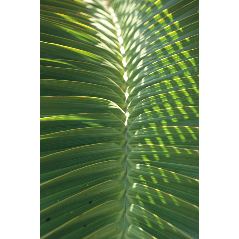Palm Detail I by Wild Apple Portfolio - Wrapped Canvas Print, 30cm H x 20cm W 