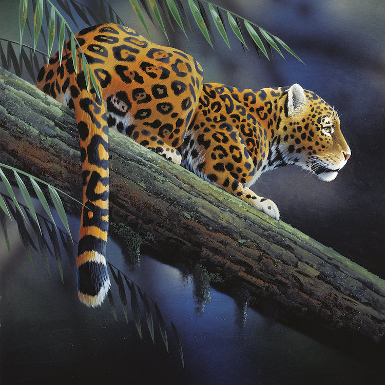 «Jaguar in a Tree», impression sur toile, H 12 po x l 12 po x P 1,5 po, Pas de tapis, Toile tendue