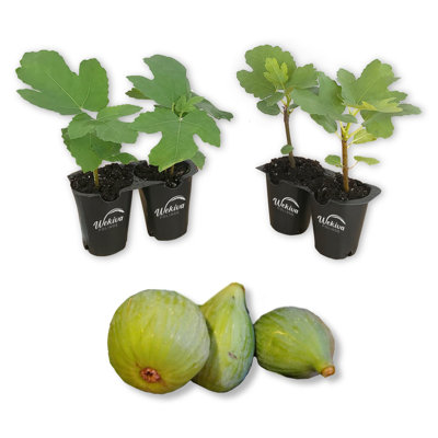 Fignomenal Fig Tree - 4 Live Starter Plants in Grower's Liners - Ficus Carica - Edible Fruit Tree for the Patio and Garden
