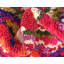 Tapis mauve / orange Eddins-19394466