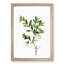 White Honeysuckle Flowers by Pierre-Joseph Redoute - Picture Frame Art Prints-55612708-55612713
