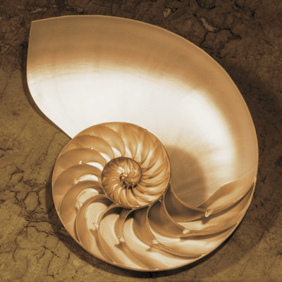 Chambered Nautilus by Caroline Kelly - Wrapped Canvas Print