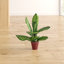50cm Faux Foliage Plant in Pot