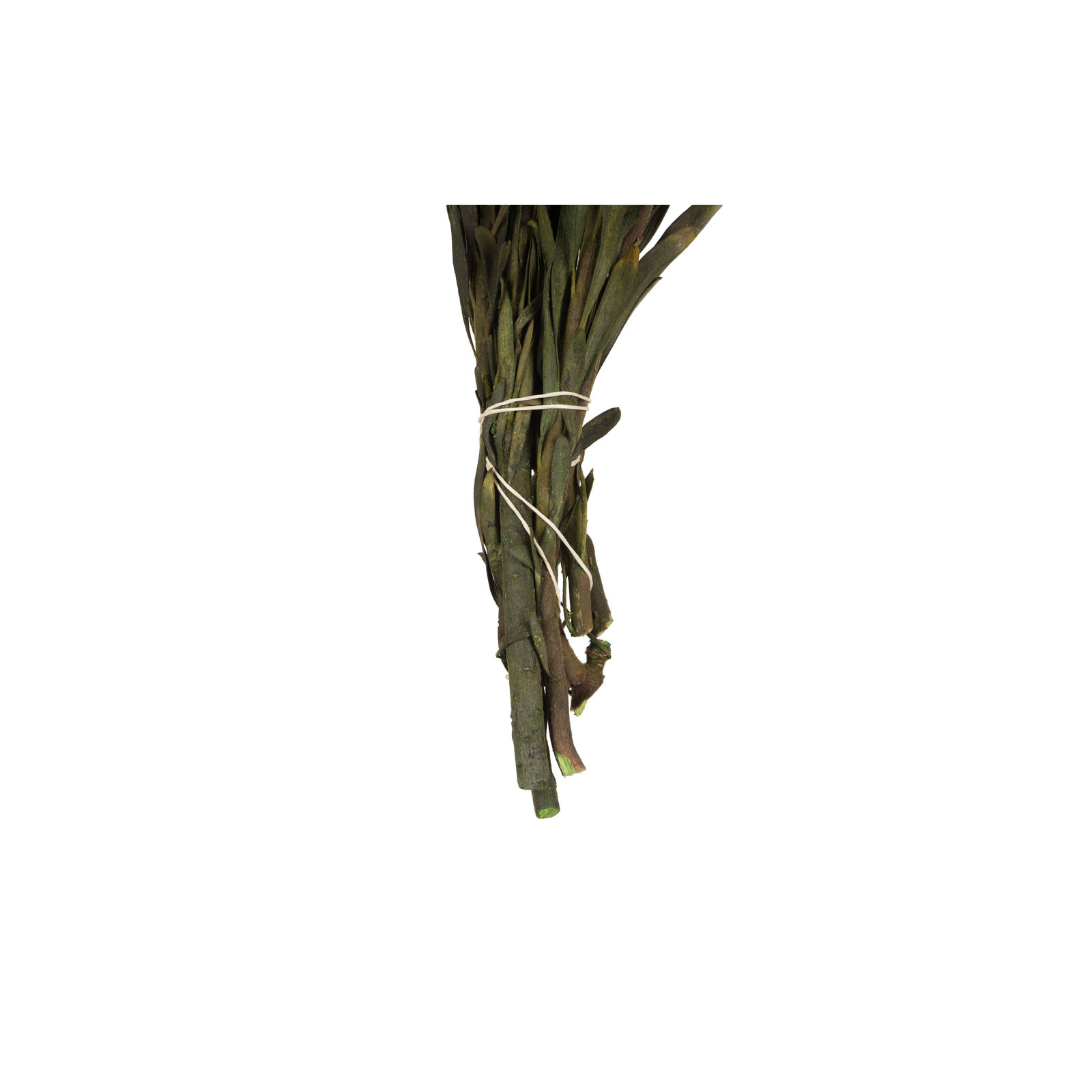 Plumosum Arrangement, Gold