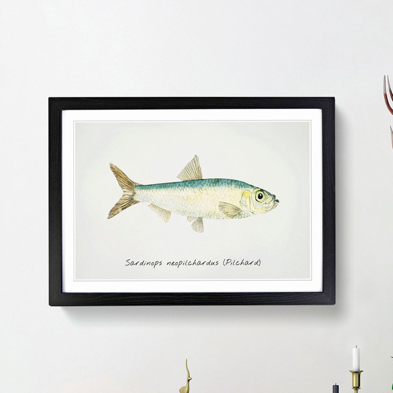 Illustration of a Pilchard by F.E. Clarke - Picture Frame Painting Print, Black Framed, 27cm H x 36cm W x 2cm D
