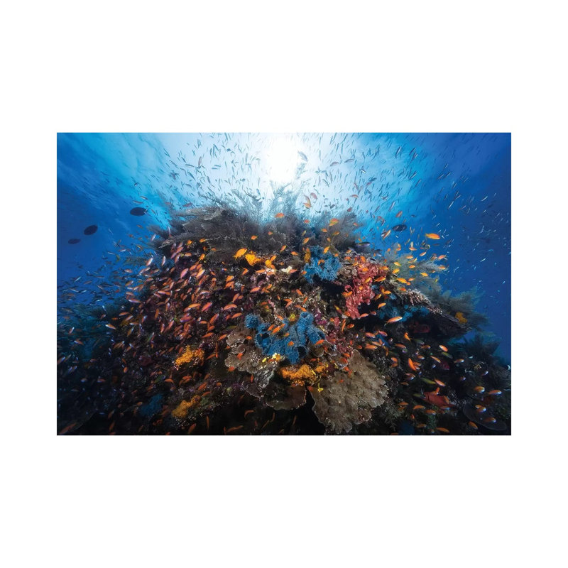 Life Explosion 1 Piece Wrapped Canvas Wall Art, 30.48 cm H x 45.72 cm W