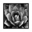 «Succulent II», impression sur toile-29173991-72795407-72795408