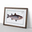 Mullet Fish by M.E. Bloch - Picture Frame Painting Print-55580897-55580893