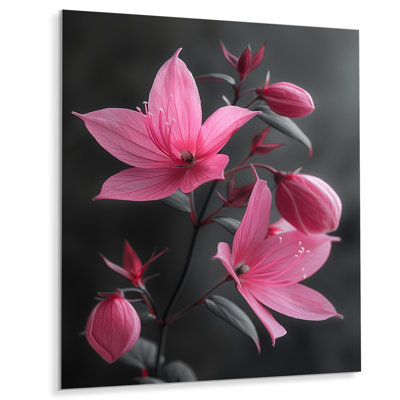 Fuchsia - Fuchsia