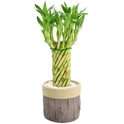Tornado Lucky Bamboo In Stump Ceramic Planter