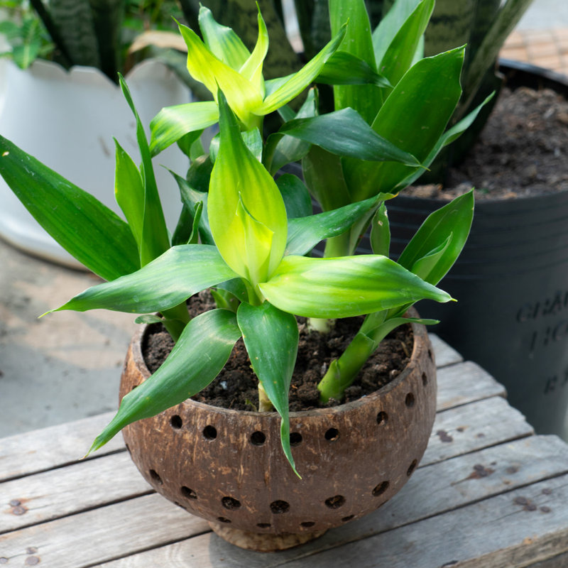 Handmade Pot Planter, 4