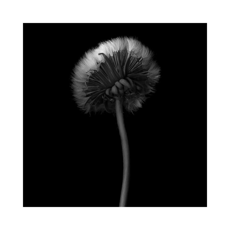 Pisenlit I, B&W by Magda Indigo - Wrapped Canvas Print, 45.72 cm H x 45.72 cm W x 1.91 cm D