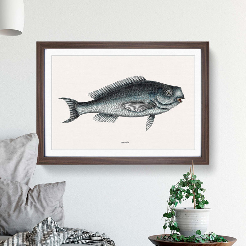 Blue Fish by Mark Catesby - Framed Print, 36cm H x 48cm W x 2cm D, Walnut Framed