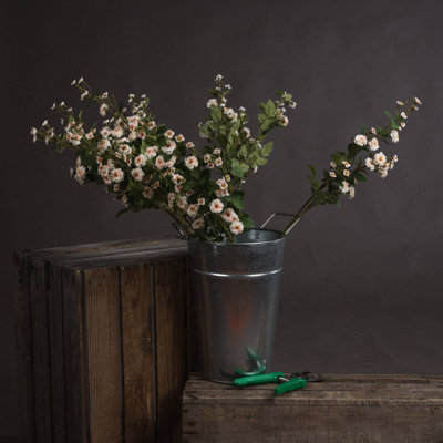 Anastasija Arrangement