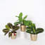 Live Prayer Plant Trio Set In Classic Pots-78391224