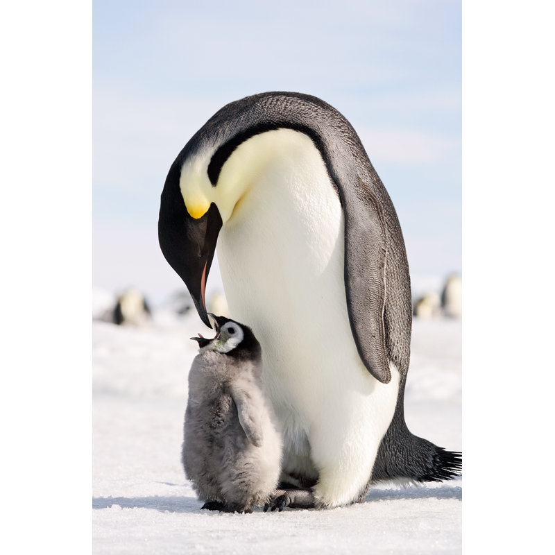 Penguins - Wrapped Canvas Print, 91cm H x 61cm W x 3.8cm D