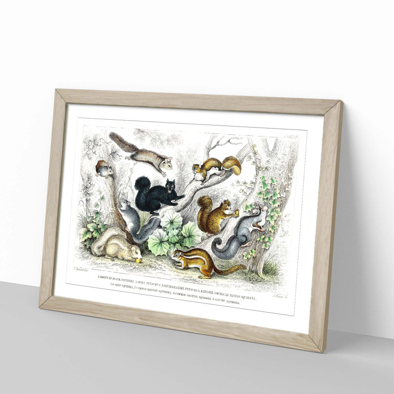 Collection of Squirrels by Oliver Goldsmith - Picture Frame Painting, Oak Framed, 48cm H x 65cm W x 2cm D