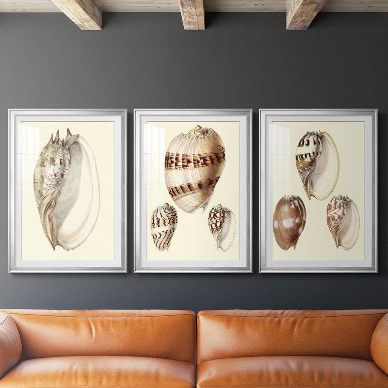 Splendid Shells IV - Impression encadrée sur mesure de qualité supérieure - 3 pièces
