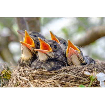 Baby Birds - Photographie sur toile tendue