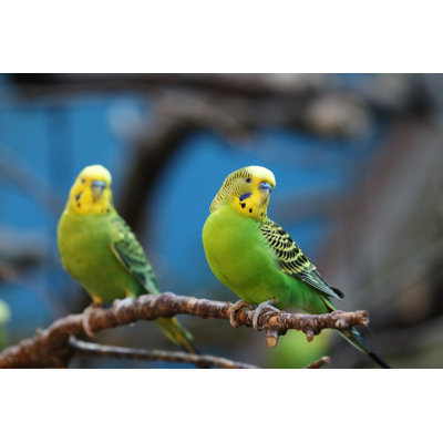 " Budgie " by Cpaulfell