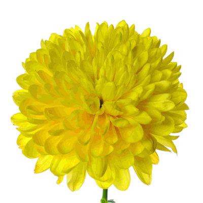 Gros plan sur une fleur jaune