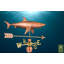 Requin avec girouette flèche