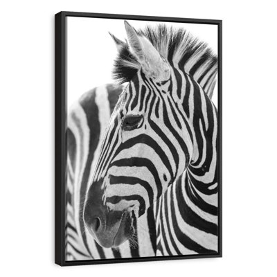 Kruger Zebra