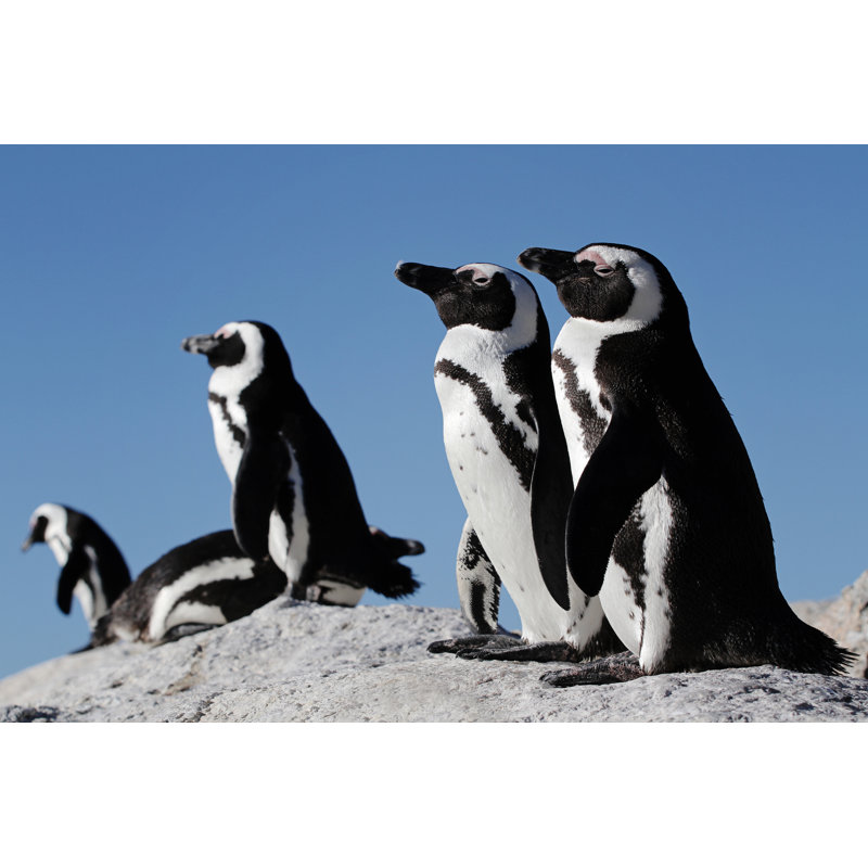 Greenlaw Penguins 1 Piece Wrapped Canvas Wall Art, 20cm H x 30cm W x 3.8cm D